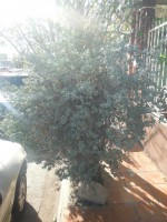 /album/luz-ambiente-5/a-medio-dia-jpg/